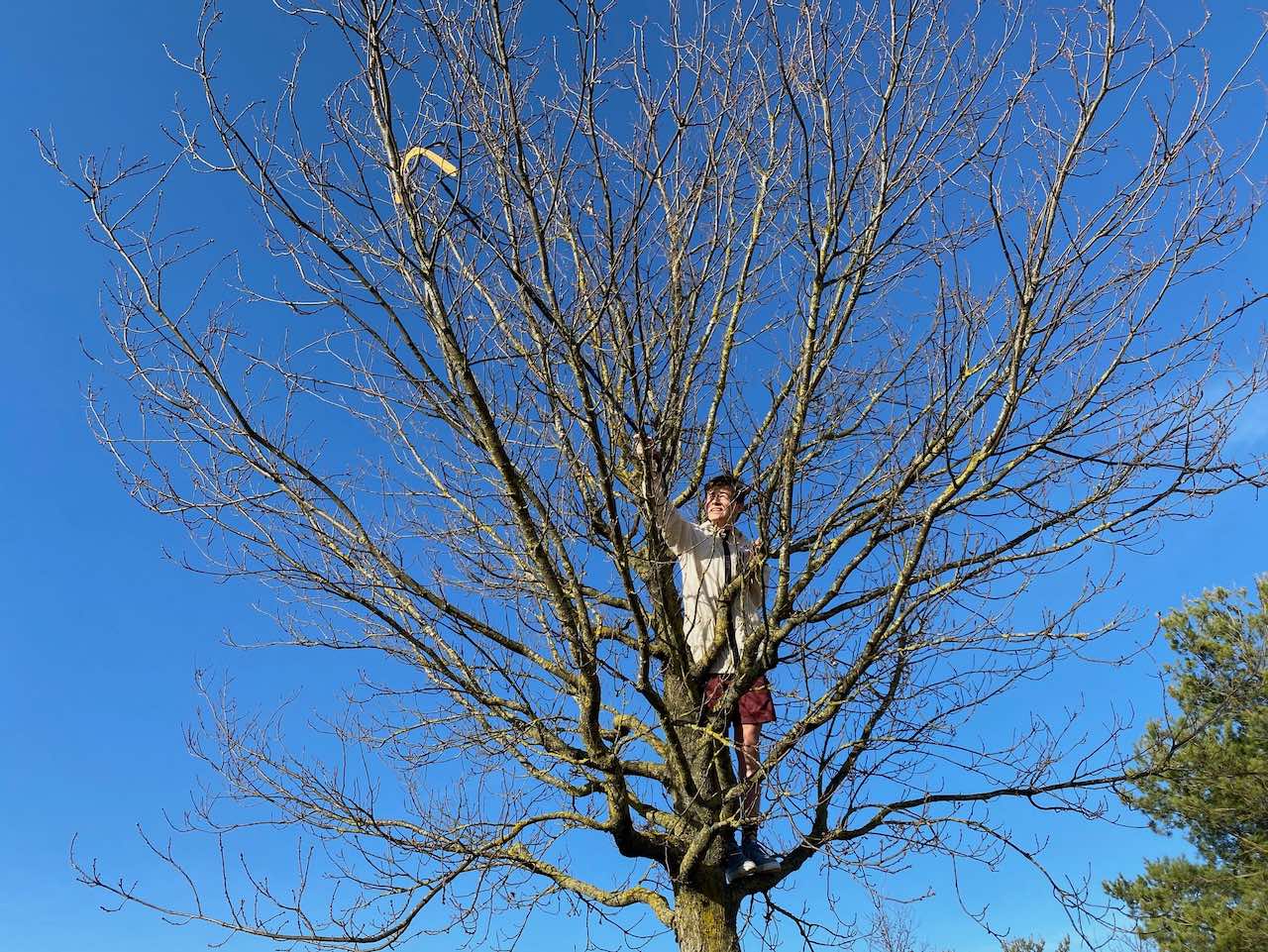 JF Bumerang - Bumerang im Baum